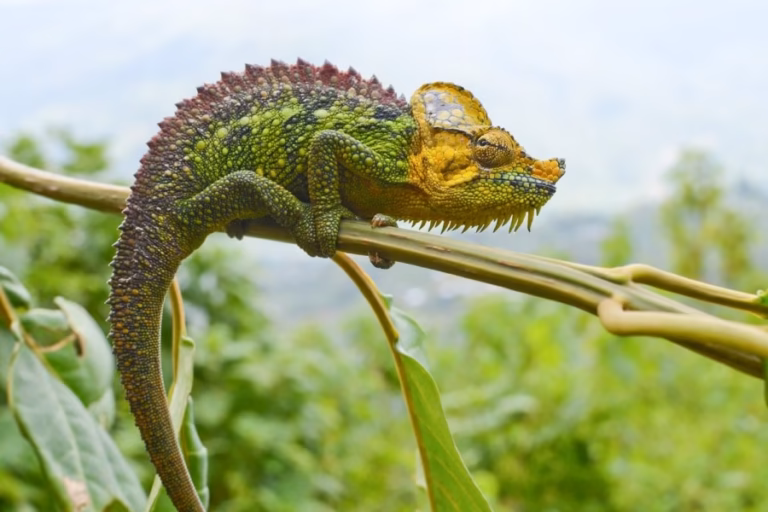 Rwenzori Foothills