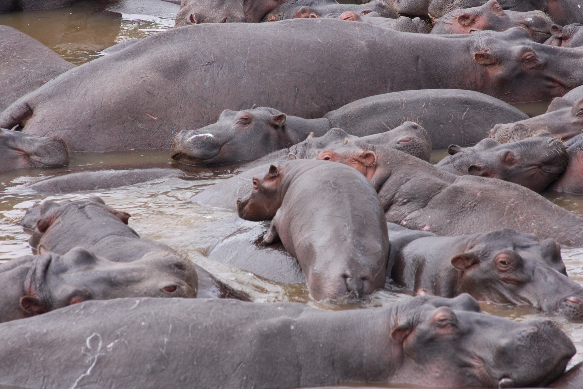 Hippos in Katavi
