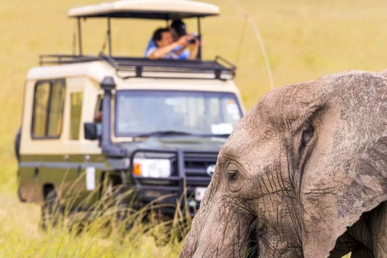 Wildlife Safaris in Uganda