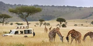 wildlife safari Uganda