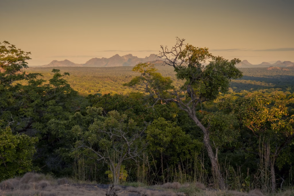 Miombo Woodland