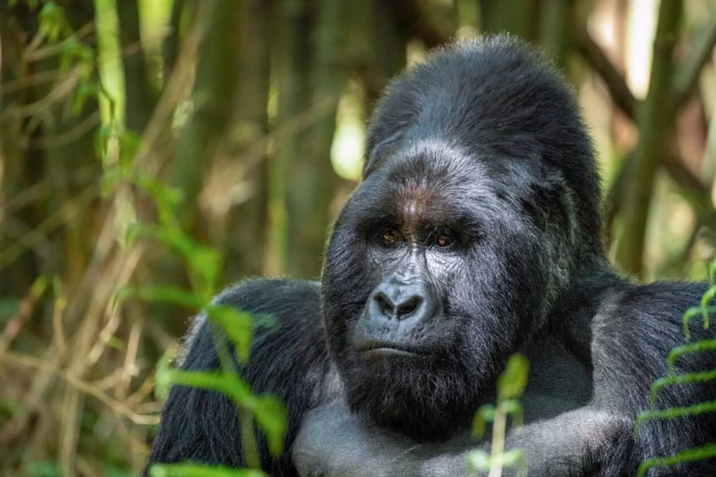 Which Side of Bwindi Impenetrable Forest Is More Accessible for Gorilla Trekking?