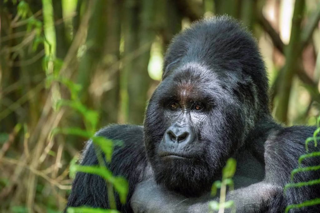 Bwindi gorilla trekking accessibility