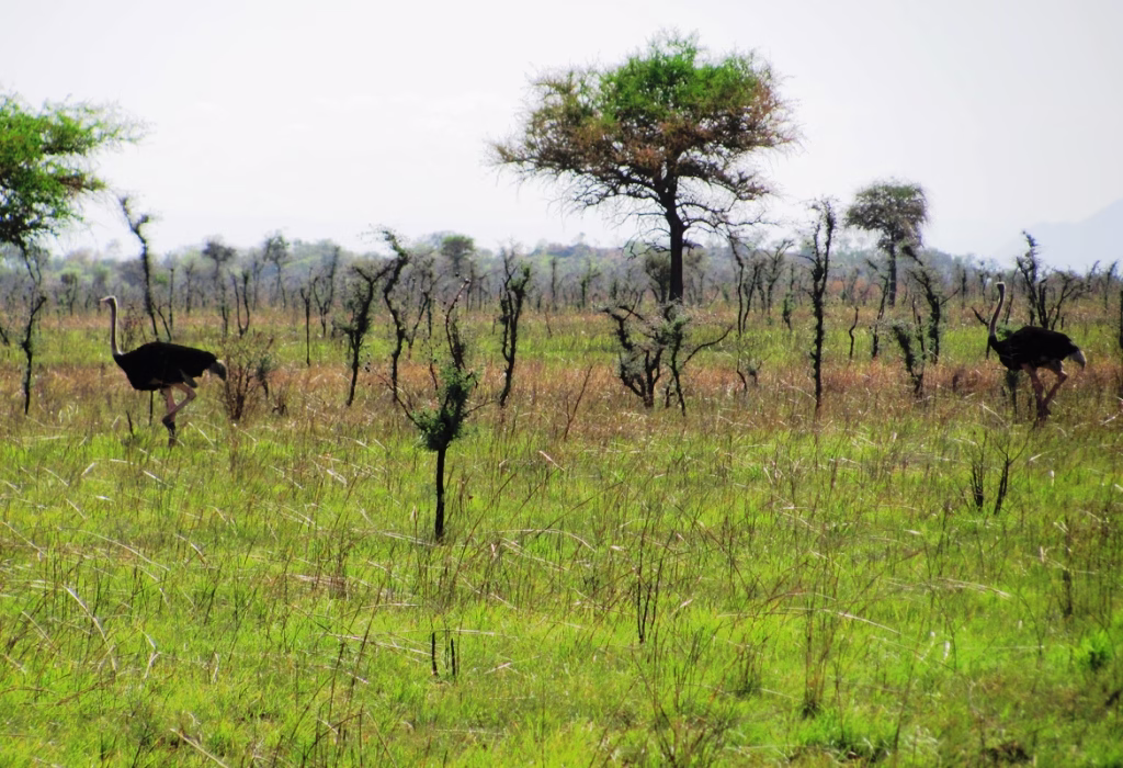 Karamoja Safari Uganda