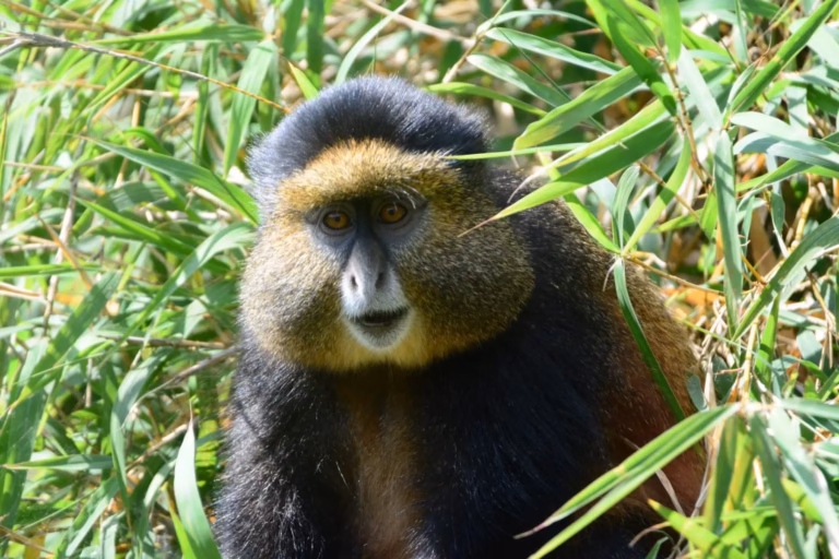 Golden Monkey Trekking