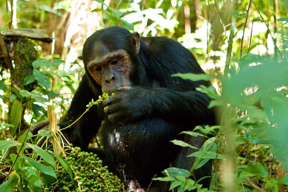 3 Days Chimpanzee Trekking Safari in Kibale Forest