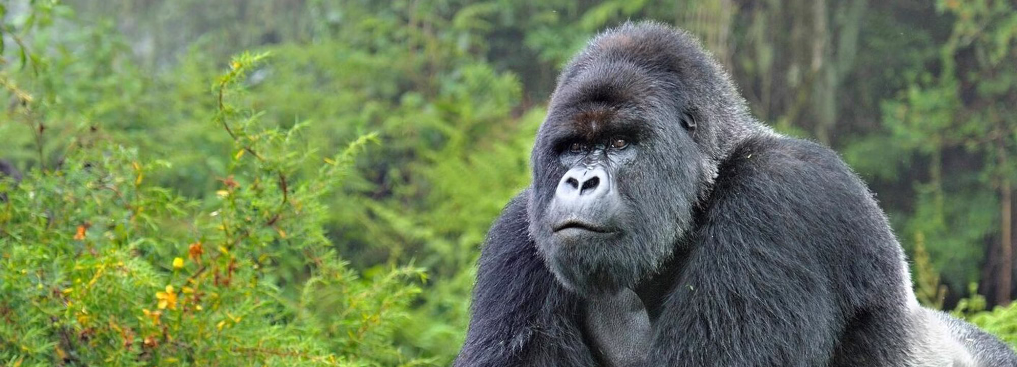 Cross River gorillas-rare gorilla species