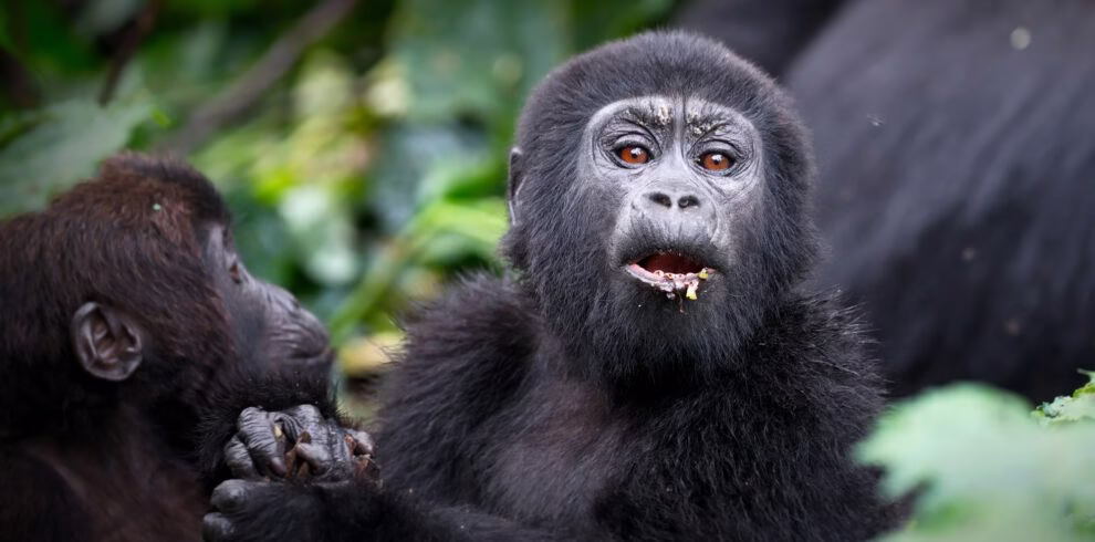 Uganda Gorilla & Wildlife Safari