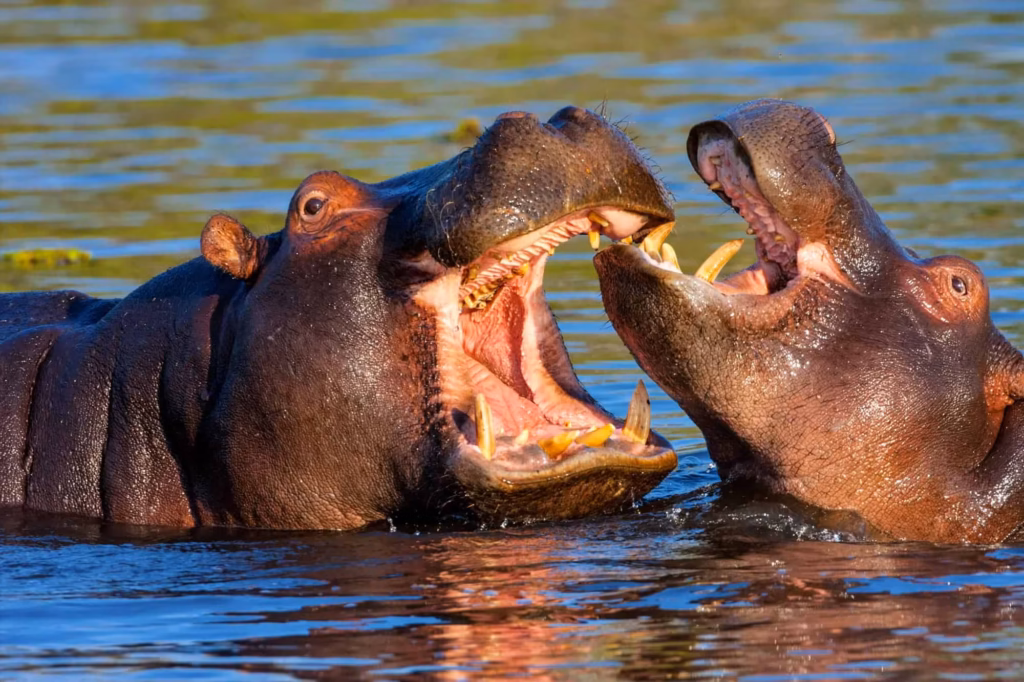 4 Days Murchison Falls Wildlife Safari