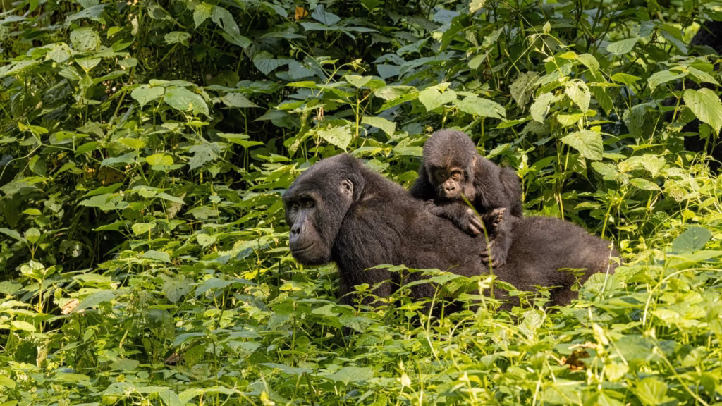 7 Days Gorilla Tour and Maasai Mara Safari