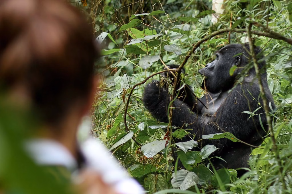 Chances of Seeing Mountain Gorillas in Bwindi and Rwanda
