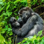 3 Days Congo Gorilla Safari – Encounter the Gentle Giants of Virunga