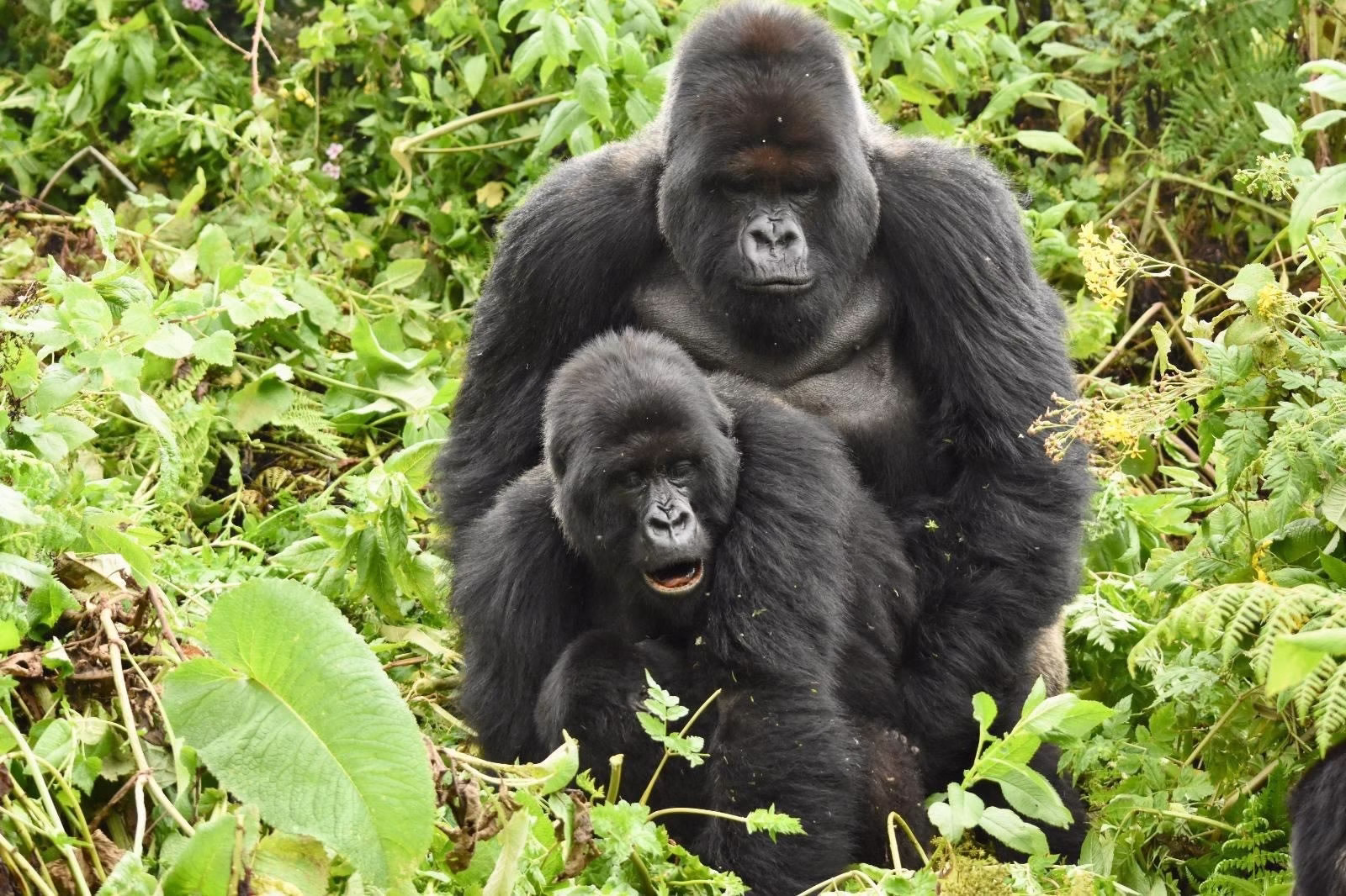 Gorilla Mating – Courtship, Reproduction and Breeding