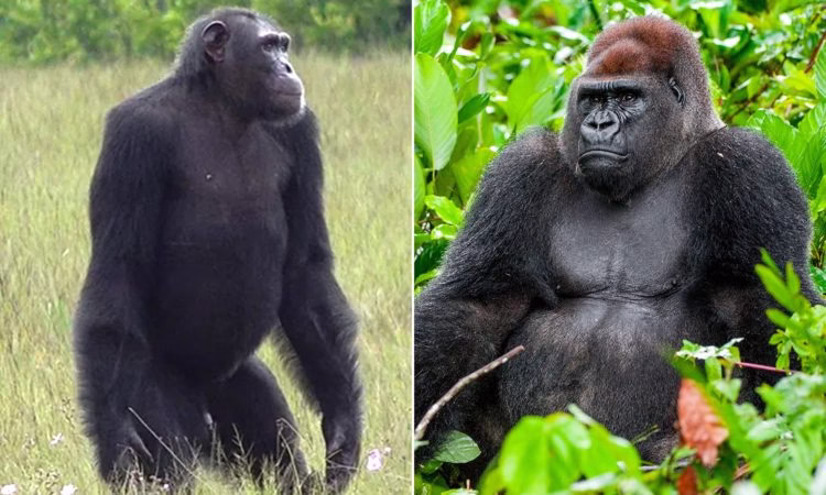 Uganda Rwanda Congo tour