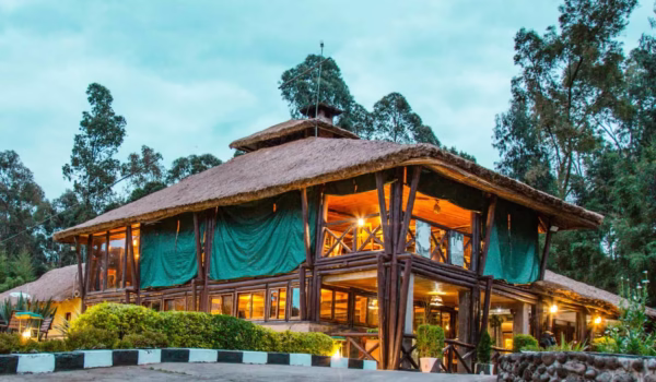 davinci-gorilla-lodge__ davinci-gorilla-lodge__