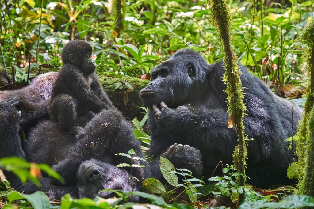 Emotional Moments: Meeting a Mountain Gorilla for the First Time