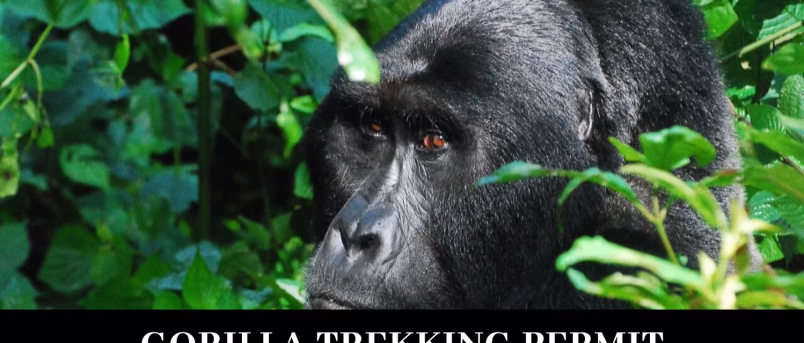Gorilla-Trekking-Permit Gorilla-Trekking-Permit