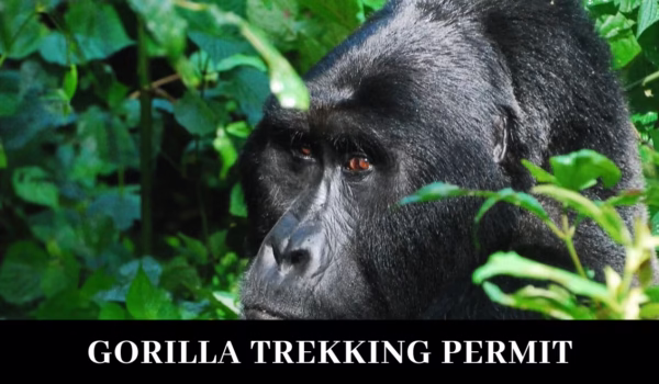 Gorilla-Trekking-Permit Gorilla-Trekking-Permit