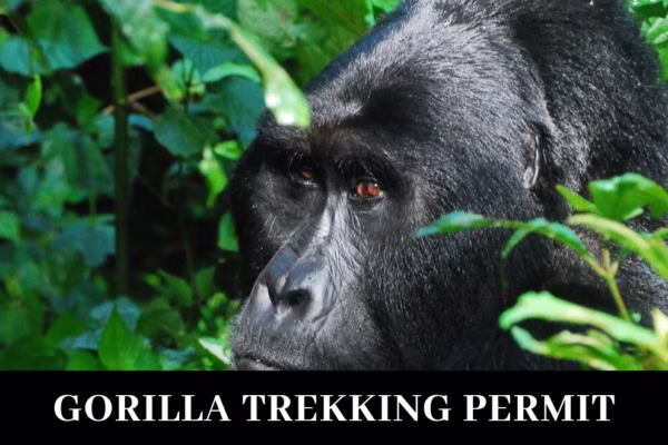 Gorilla-Trekking-Permit Gorilla-Trekking-Permit