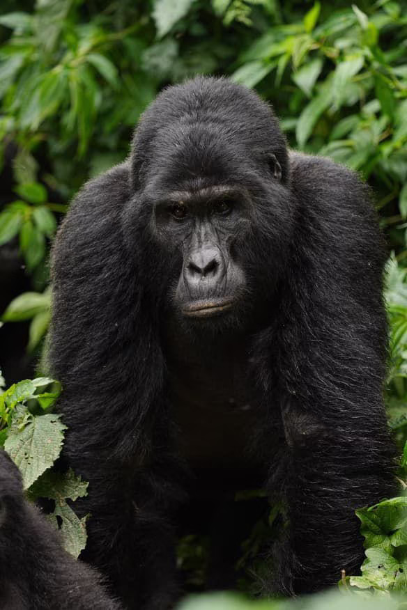 2026 gorilla permit rates Rwanda