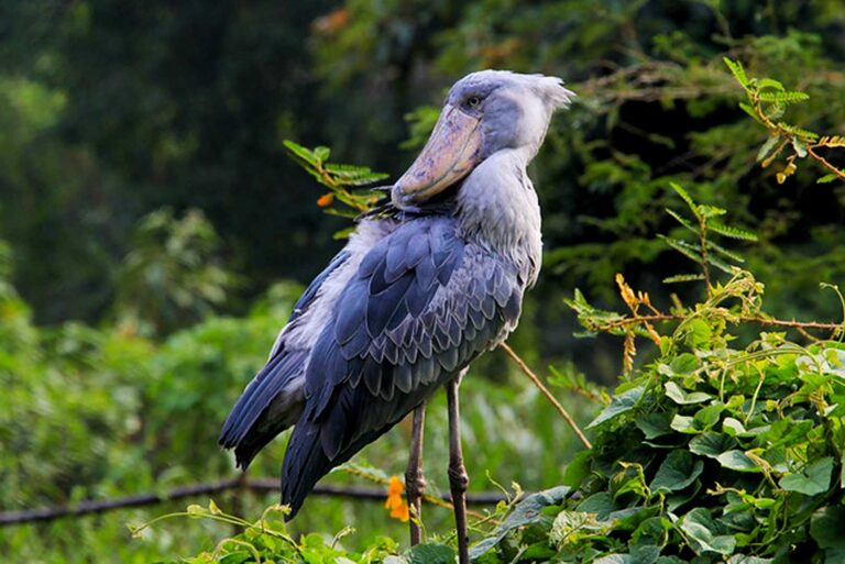 Arrival and Birding Orientation