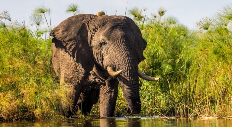 Safari Landscapes