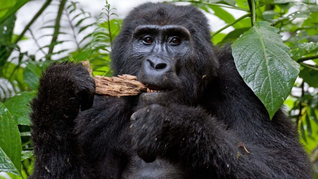 Trekking through the forest with your guide