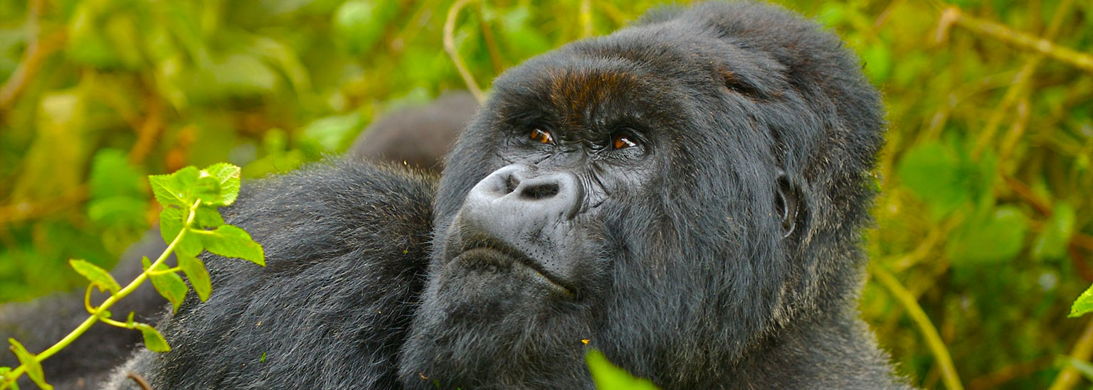 Rwanda gorilla trek