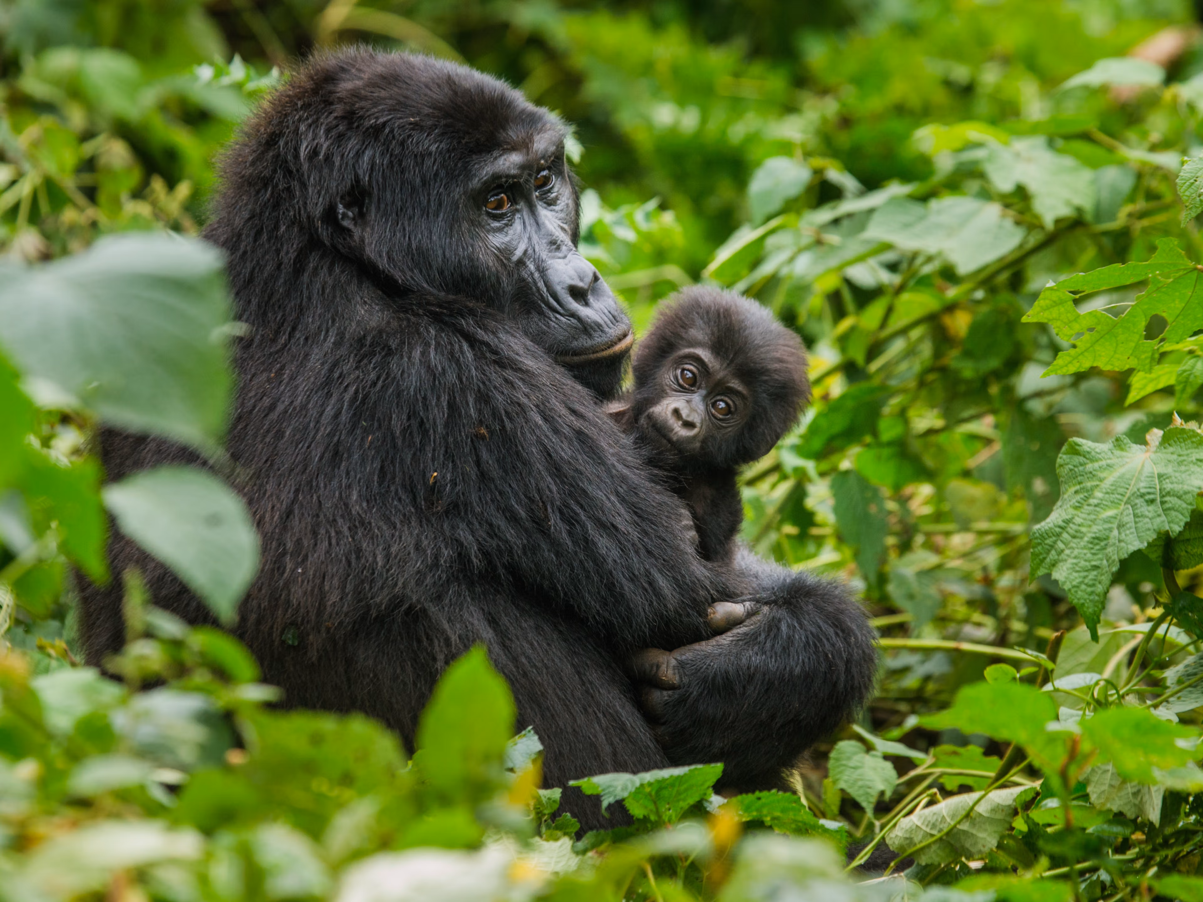 3 Days Tour Rwanda Gorillas