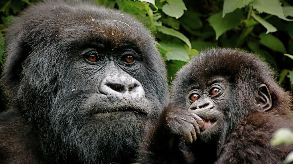 One hour with a mountain gorilla family