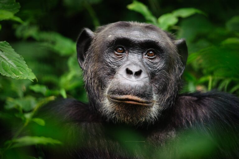 Chimpanzee Tracking