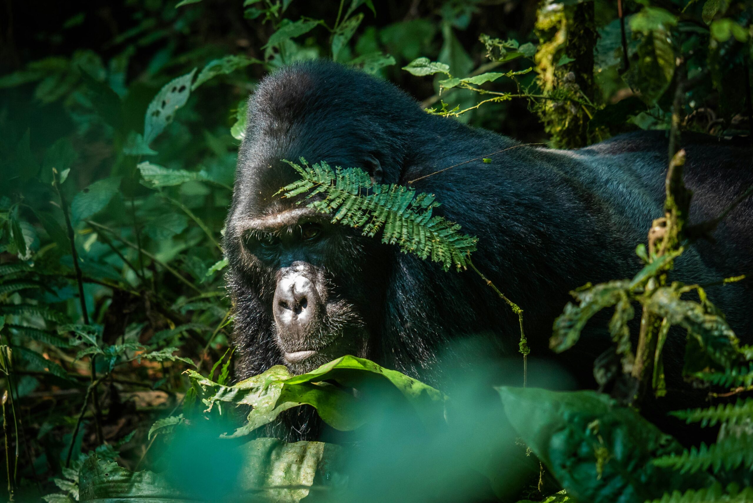 Gorilla Families for Beginners