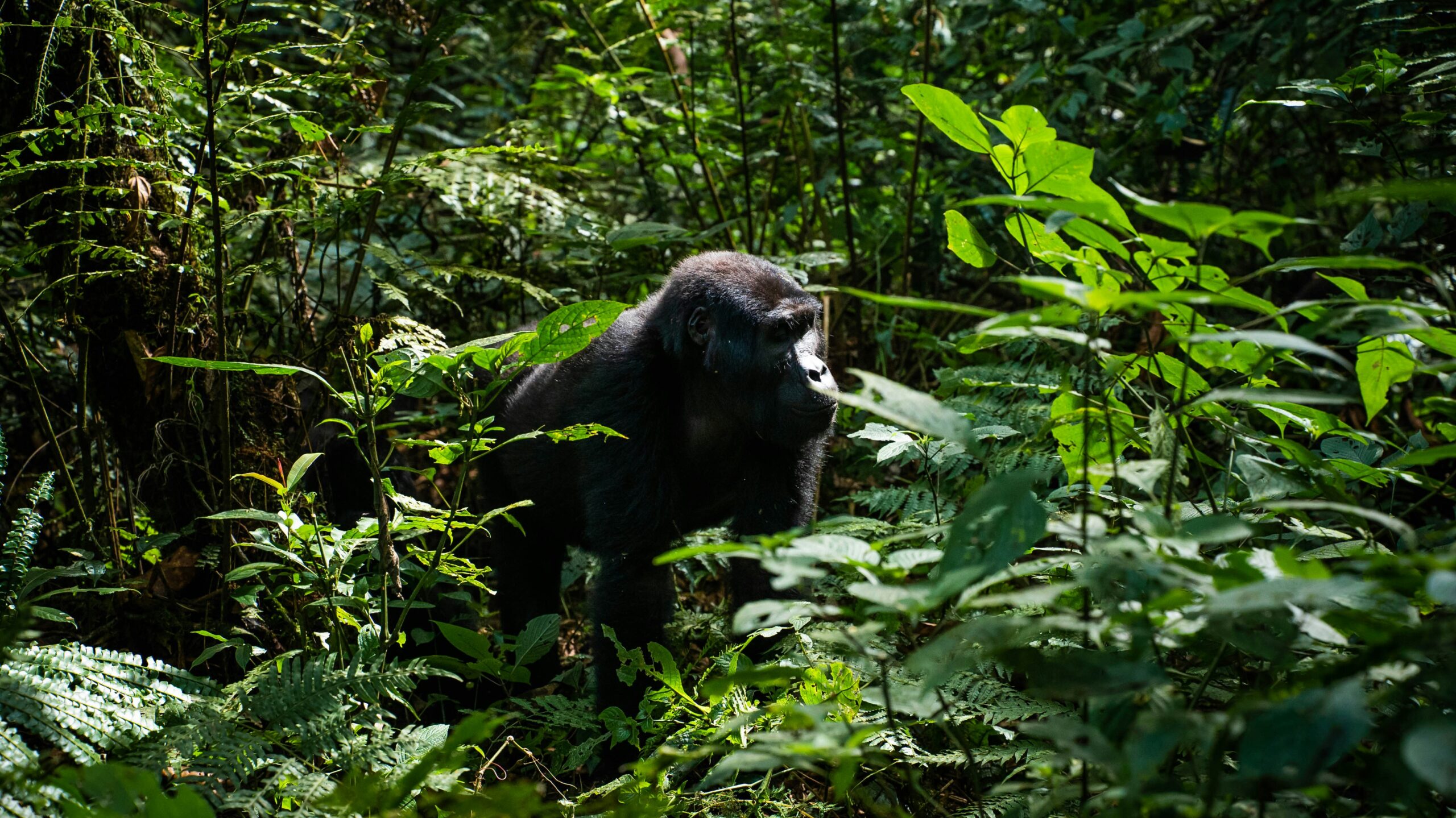Rwanda Gorilla Families: Meet the Habituated Groups