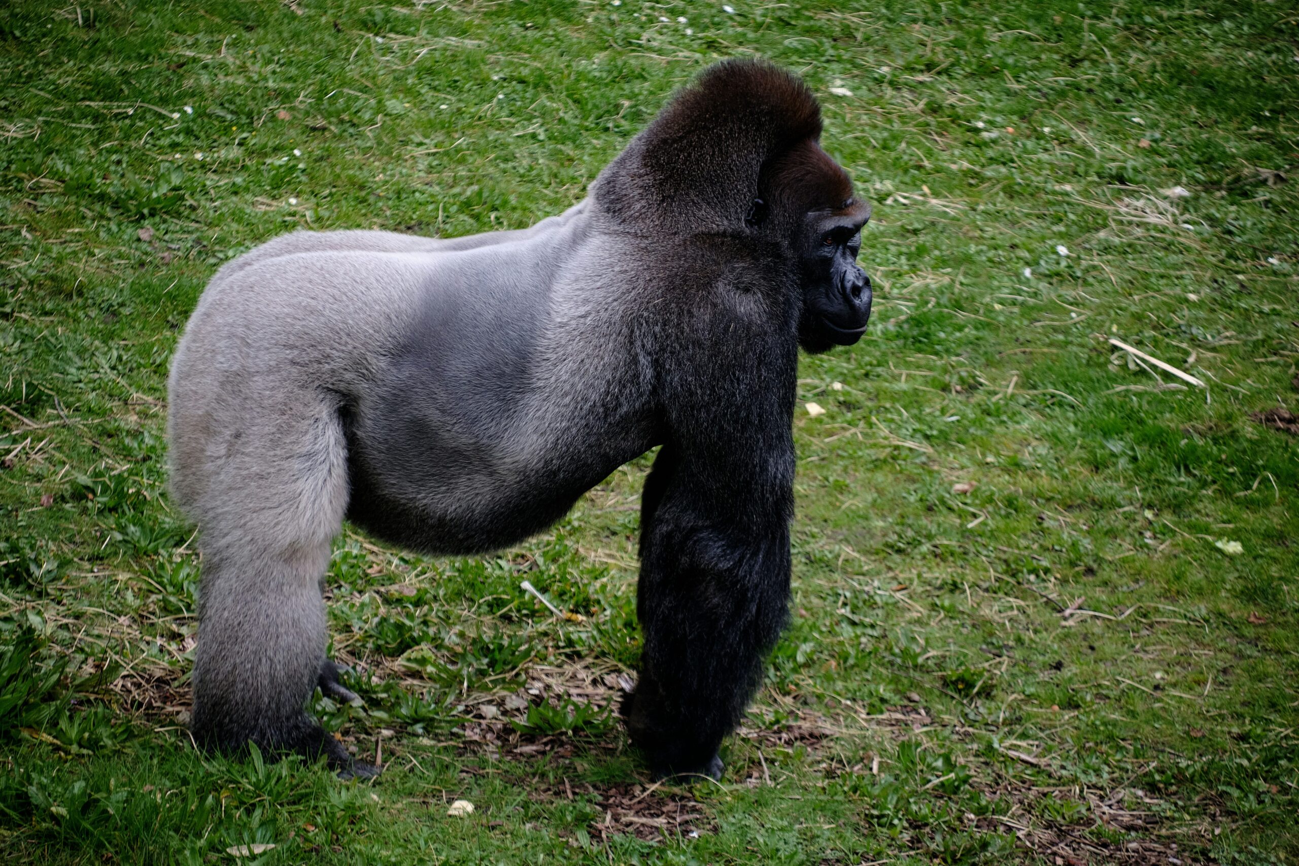 Best Time to Visit Rwanda for Gorilla Trekking
