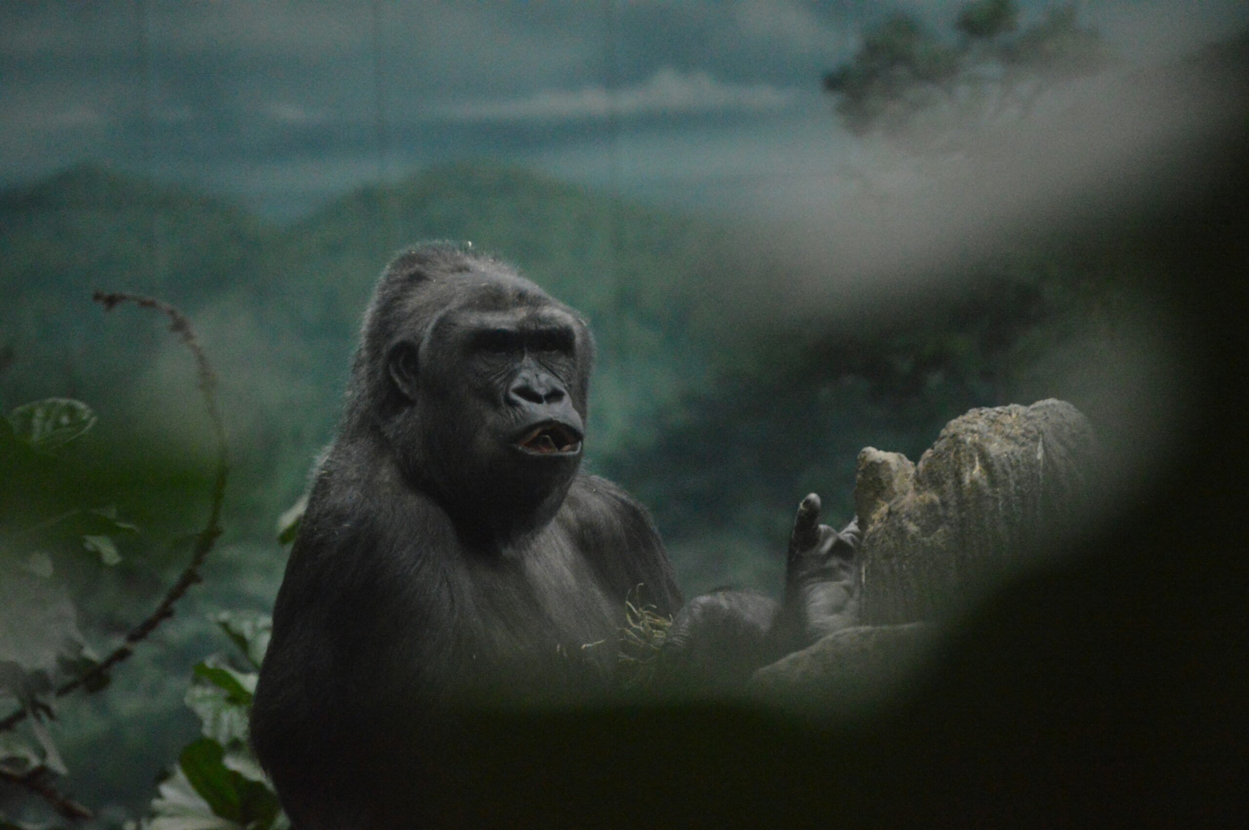 Photography Tips for Rwanda Gorilla Trekking