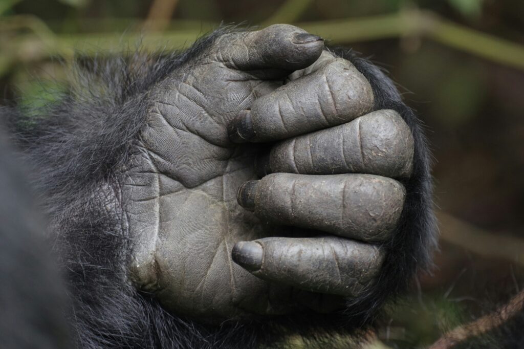 How to Book Rwanda Gorilla Permits Online.