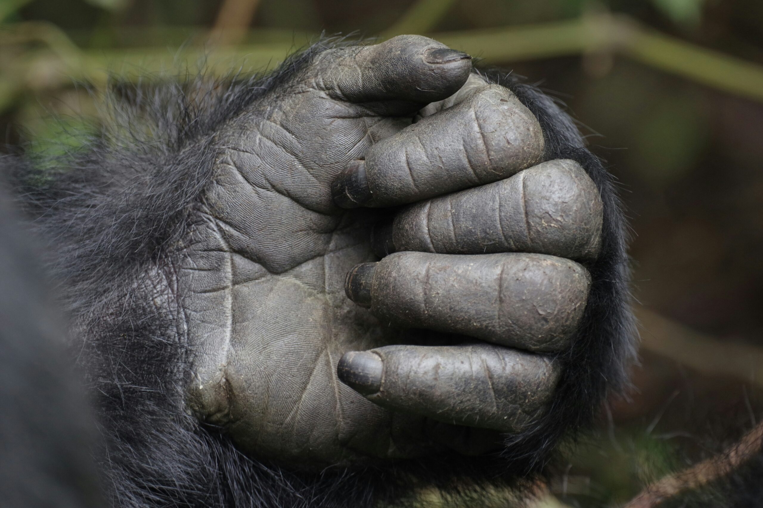 How to Book Rwanda Gorilla Permits Online.
