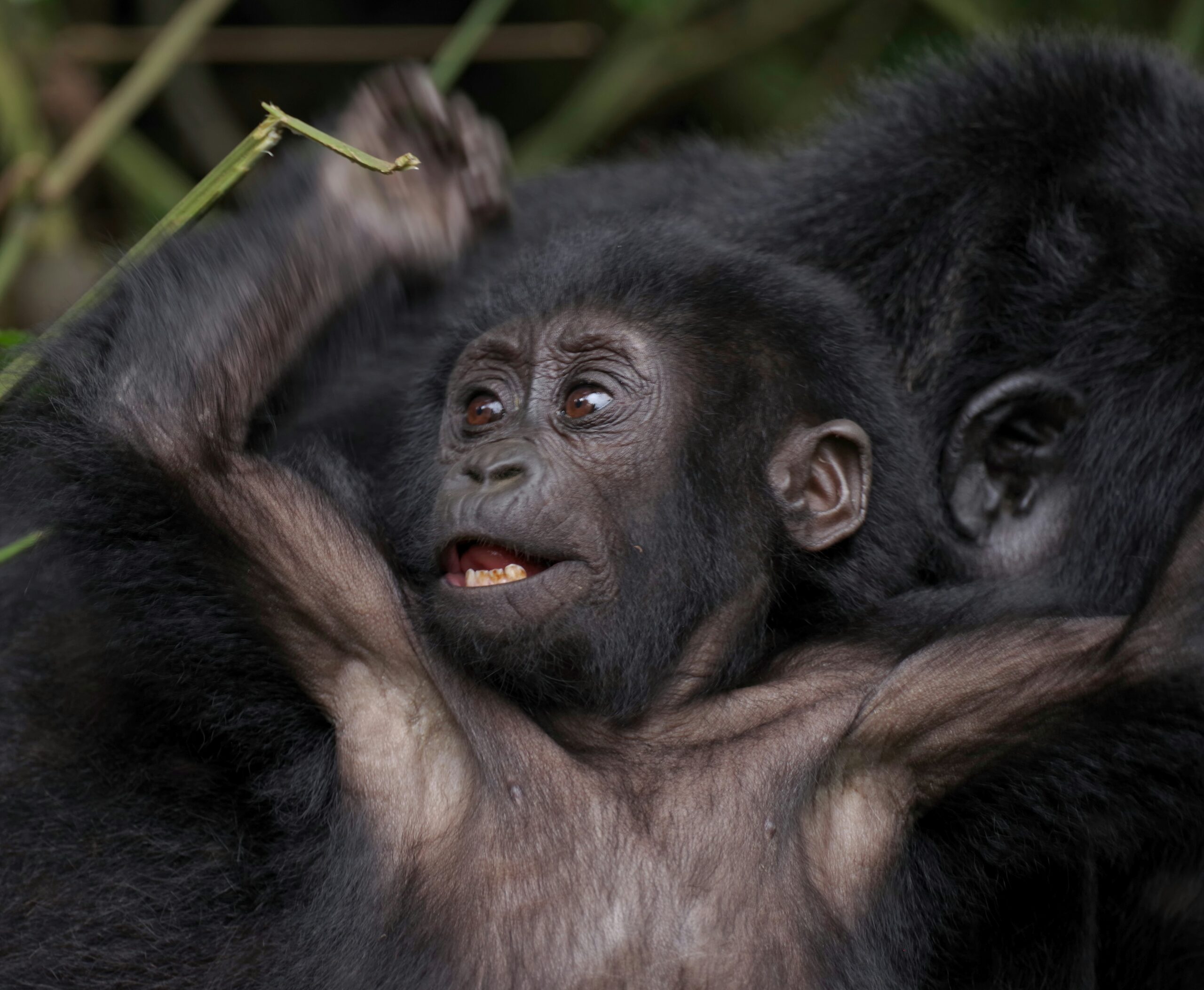 Luxury Gorilla Safari Lodges Rwanda 2026