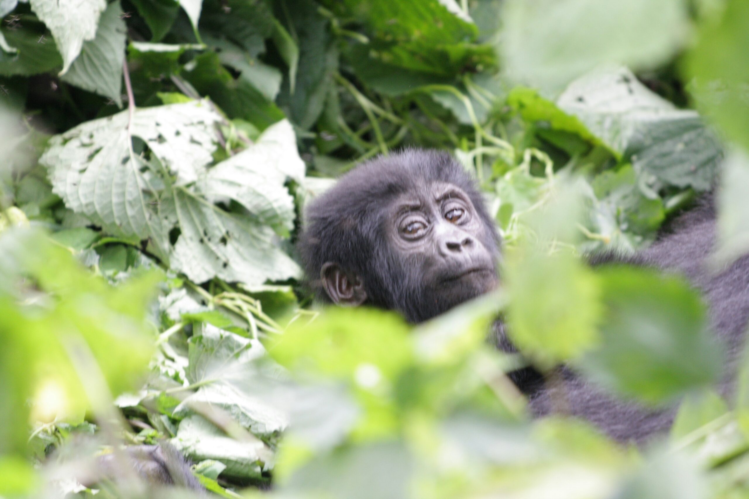 Gorilla Trekking Rules and Regulations Rwanda
