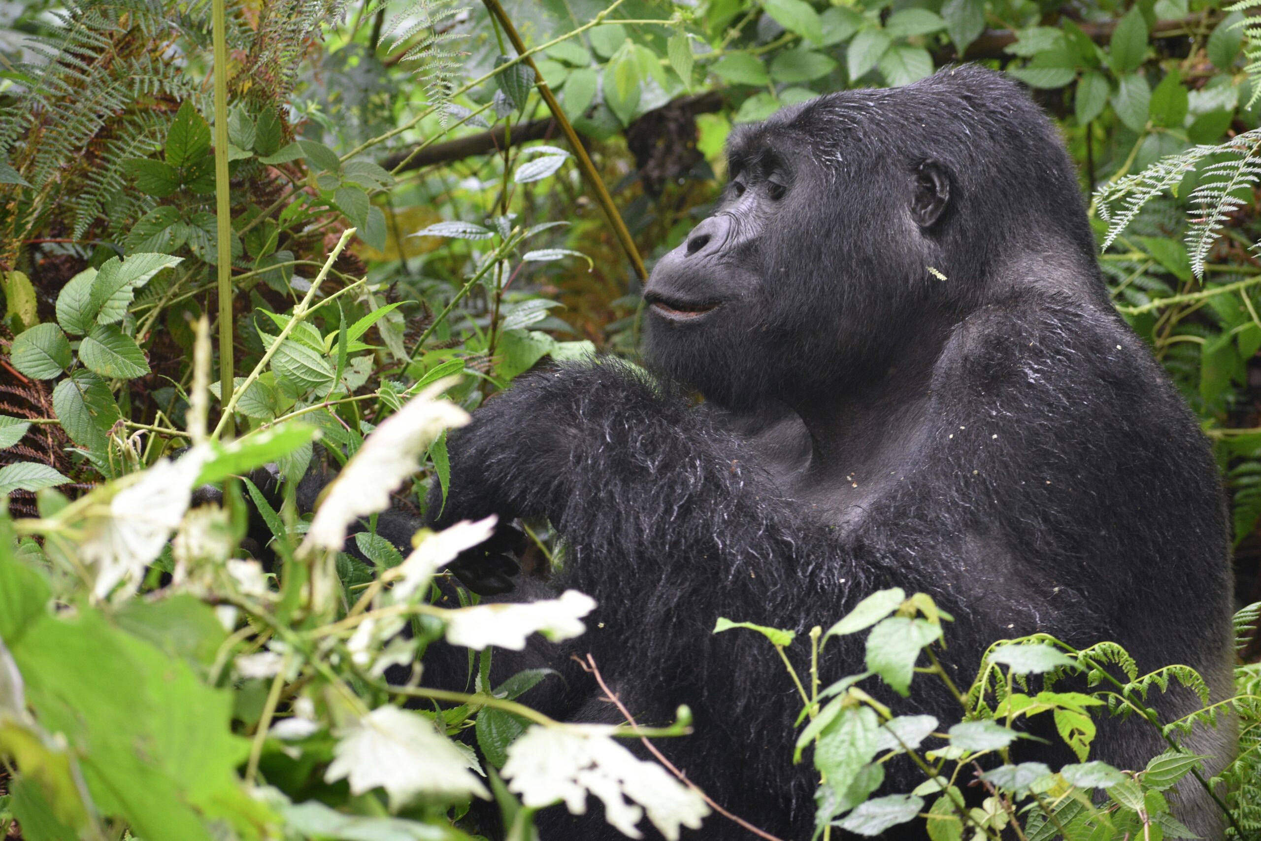 Rwanda Gorilla Conservation Efforts and Success