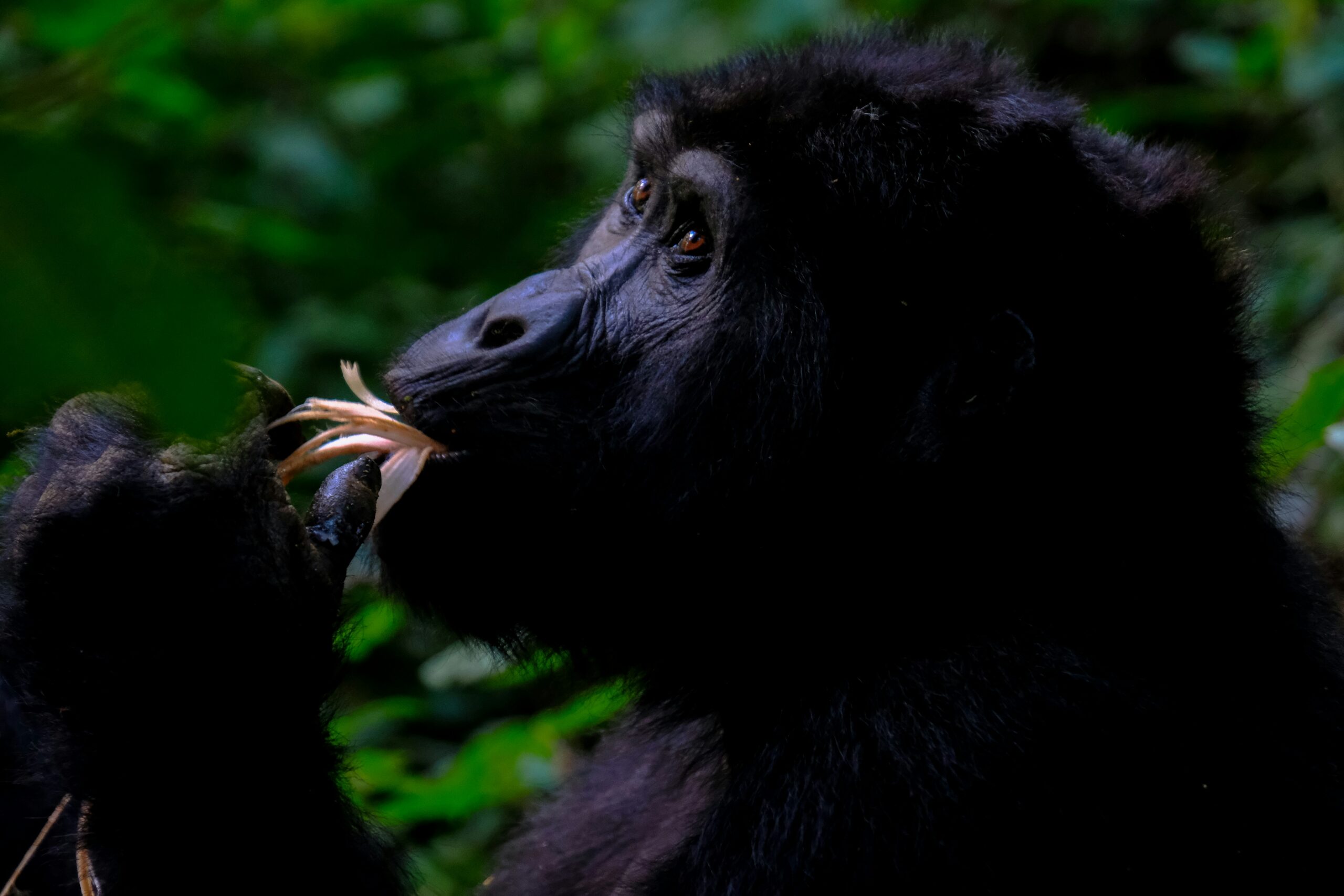 Rwanda Visa Requirements for Gorilla Tourists