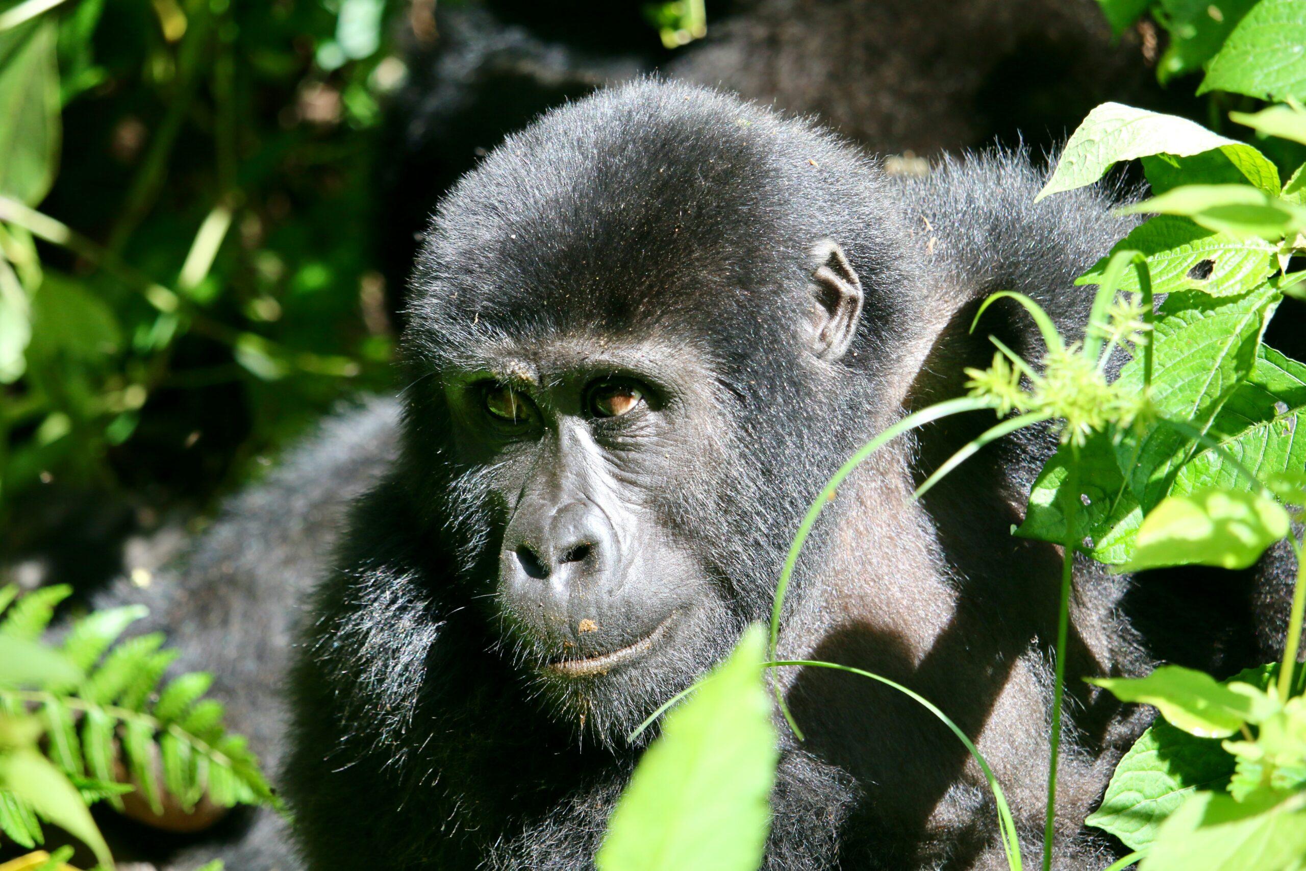 Volcanoes National Park Rwanda: Ultimate Visitor Guide