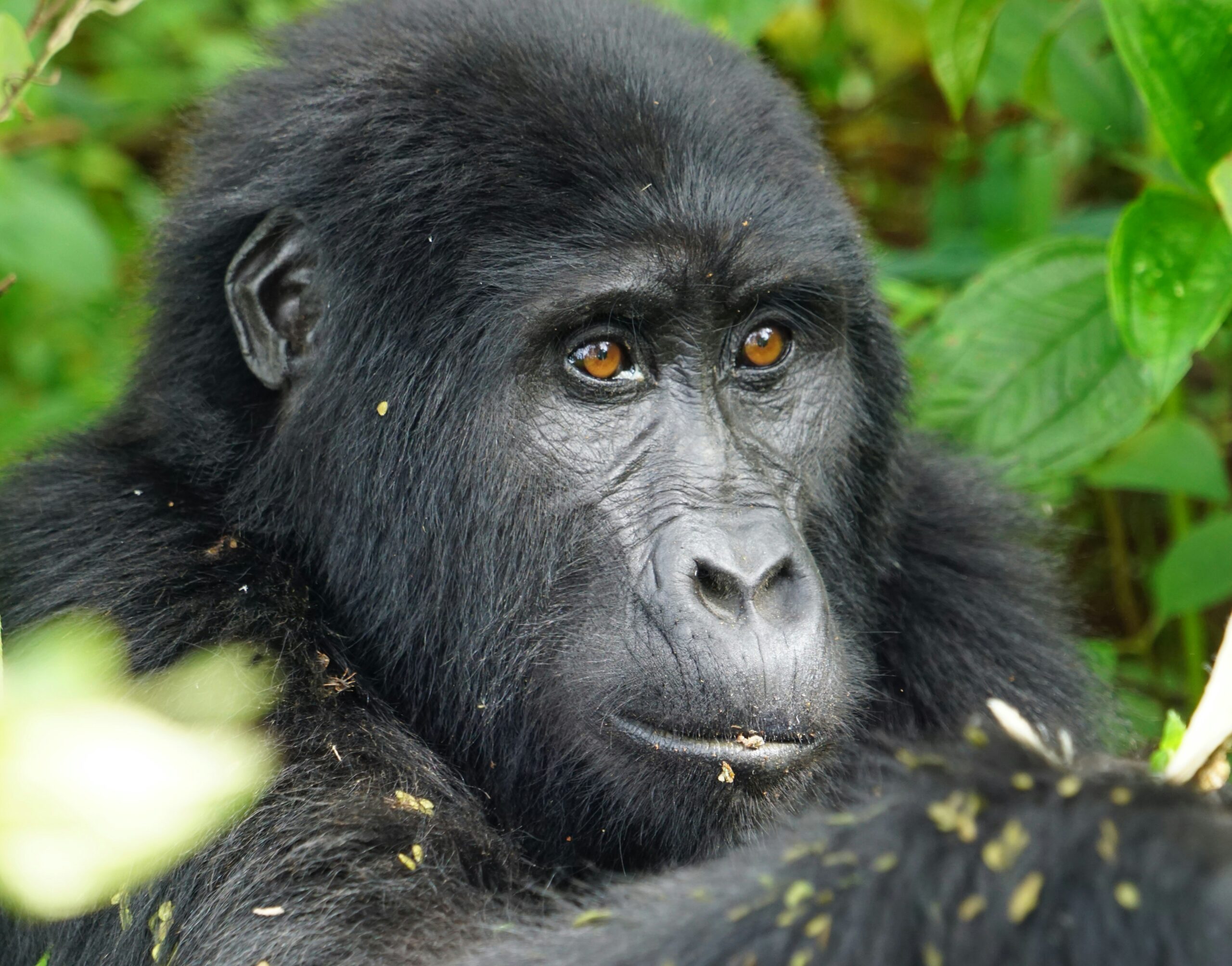 Nyungwe Forest National Park Chimpanzee Tracking