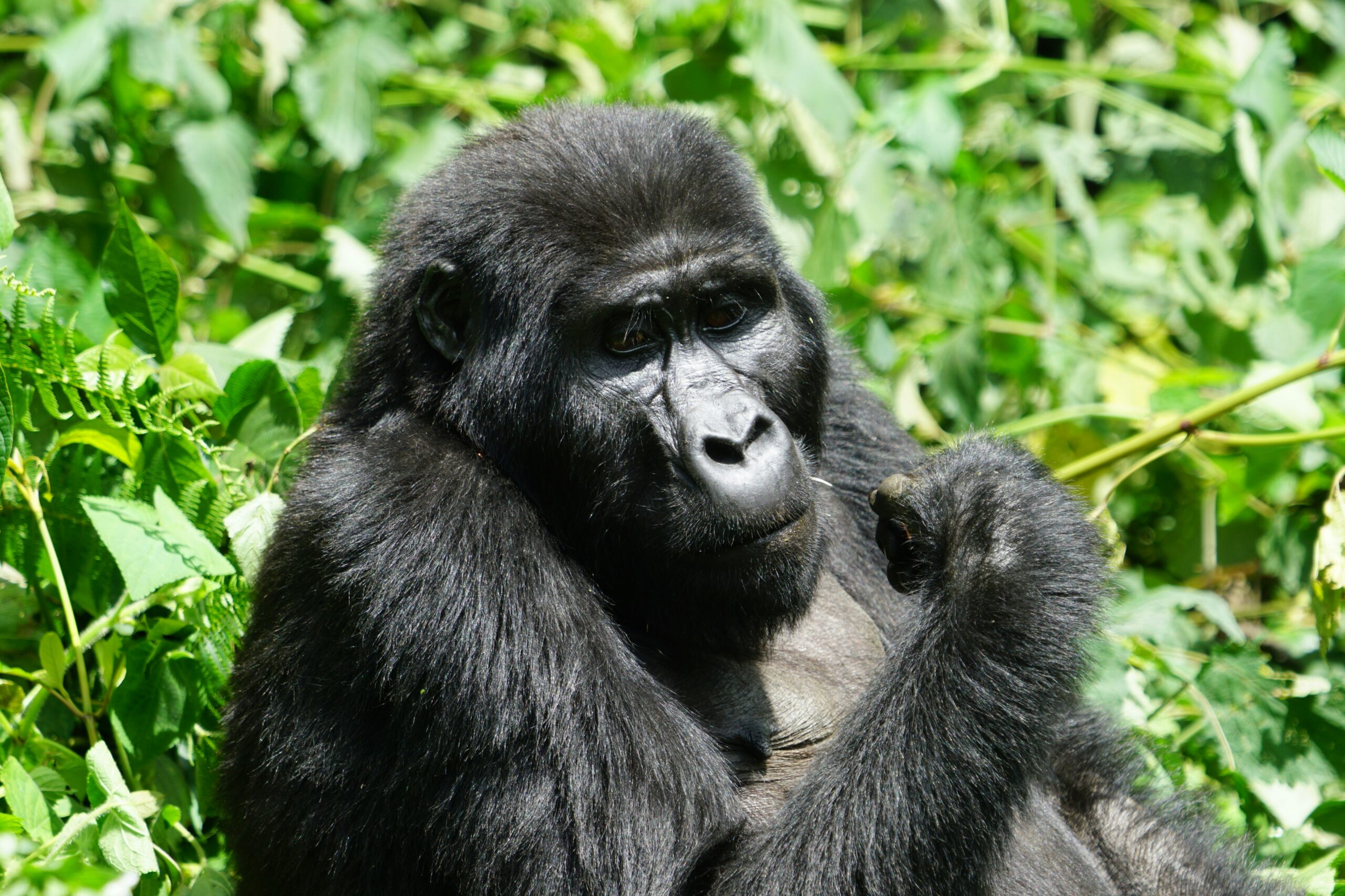 Rwanda Safari and Gorilla Trekking Combo Itinerary