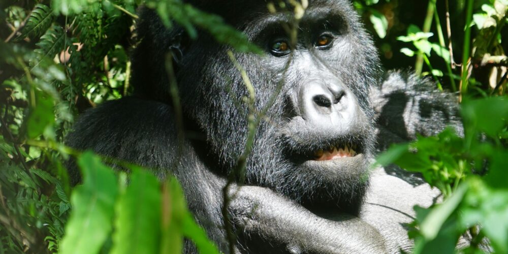 Rwanda vs Uganda Gorilla Trekking
