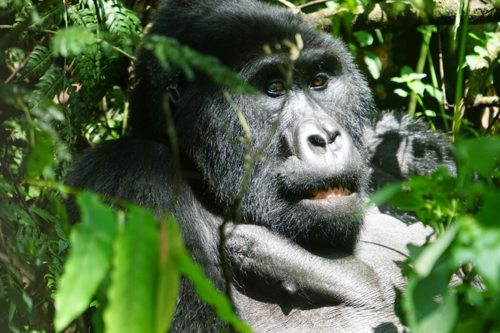 Rwanda vs Uganda Gorilla Trekking: Which Is Better?