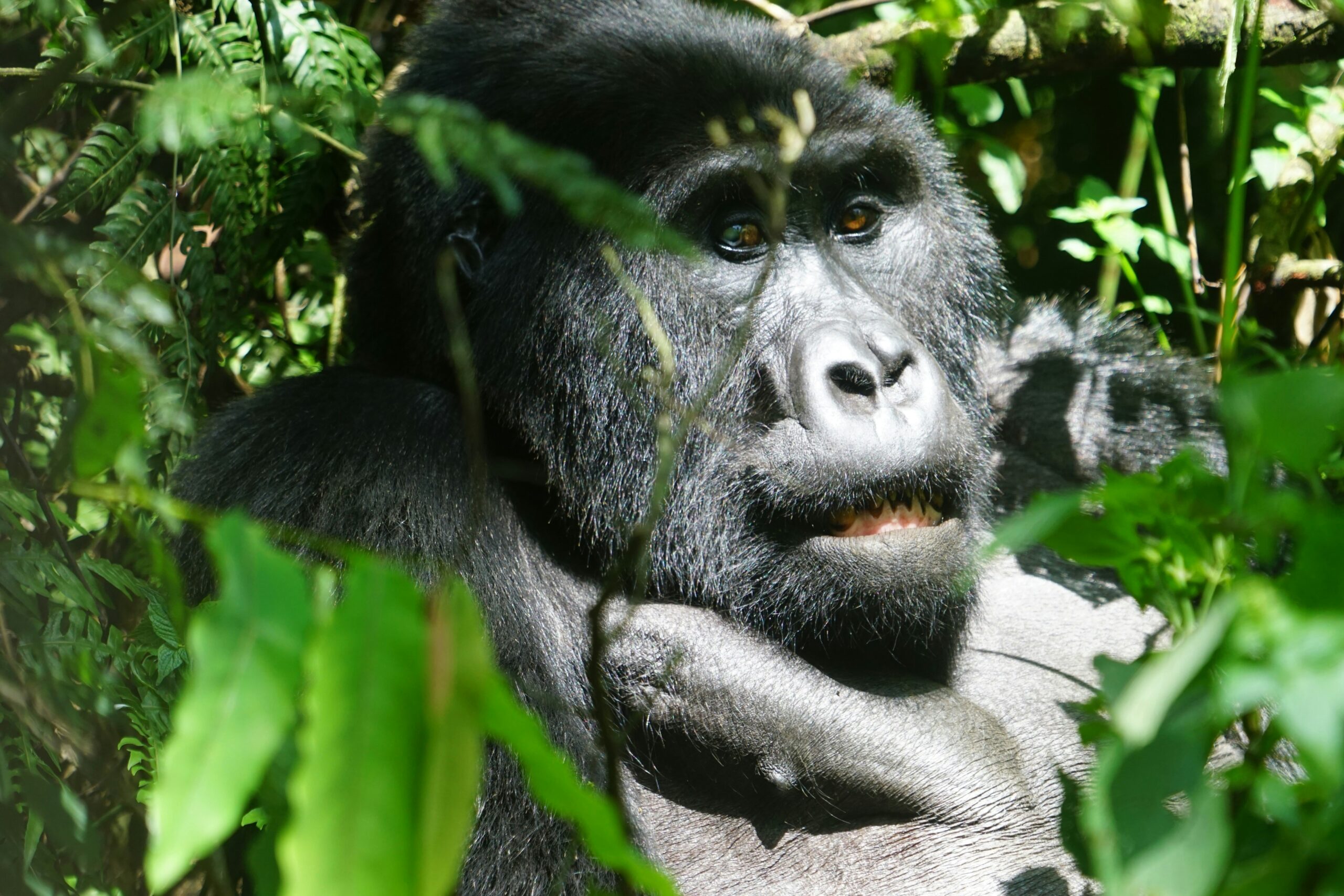 Rwanda vs Uganda Gorilla Trekking: Which Is Better?
