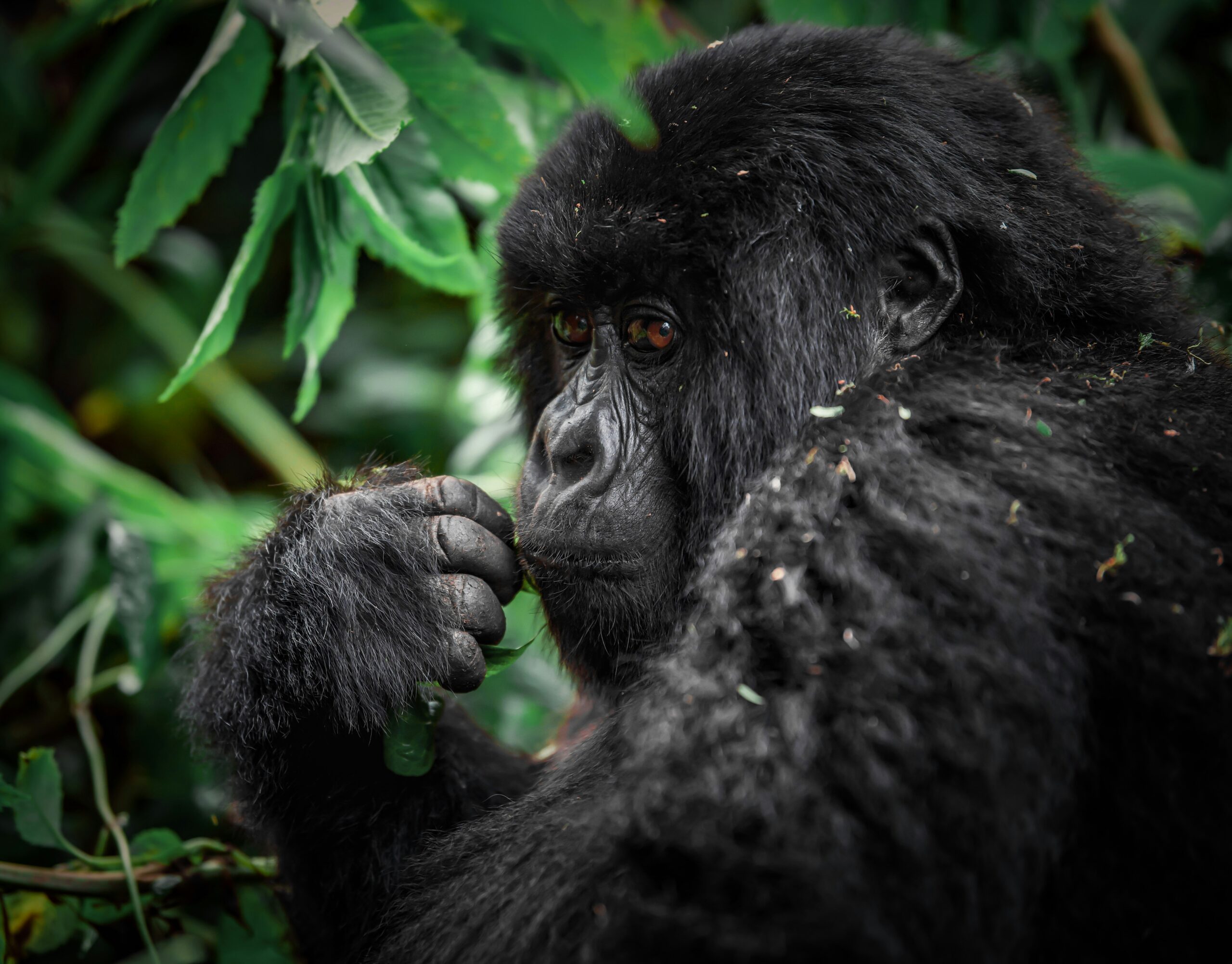 Rwanda Gorilla Permit Cost 2026: Complete Price Guide