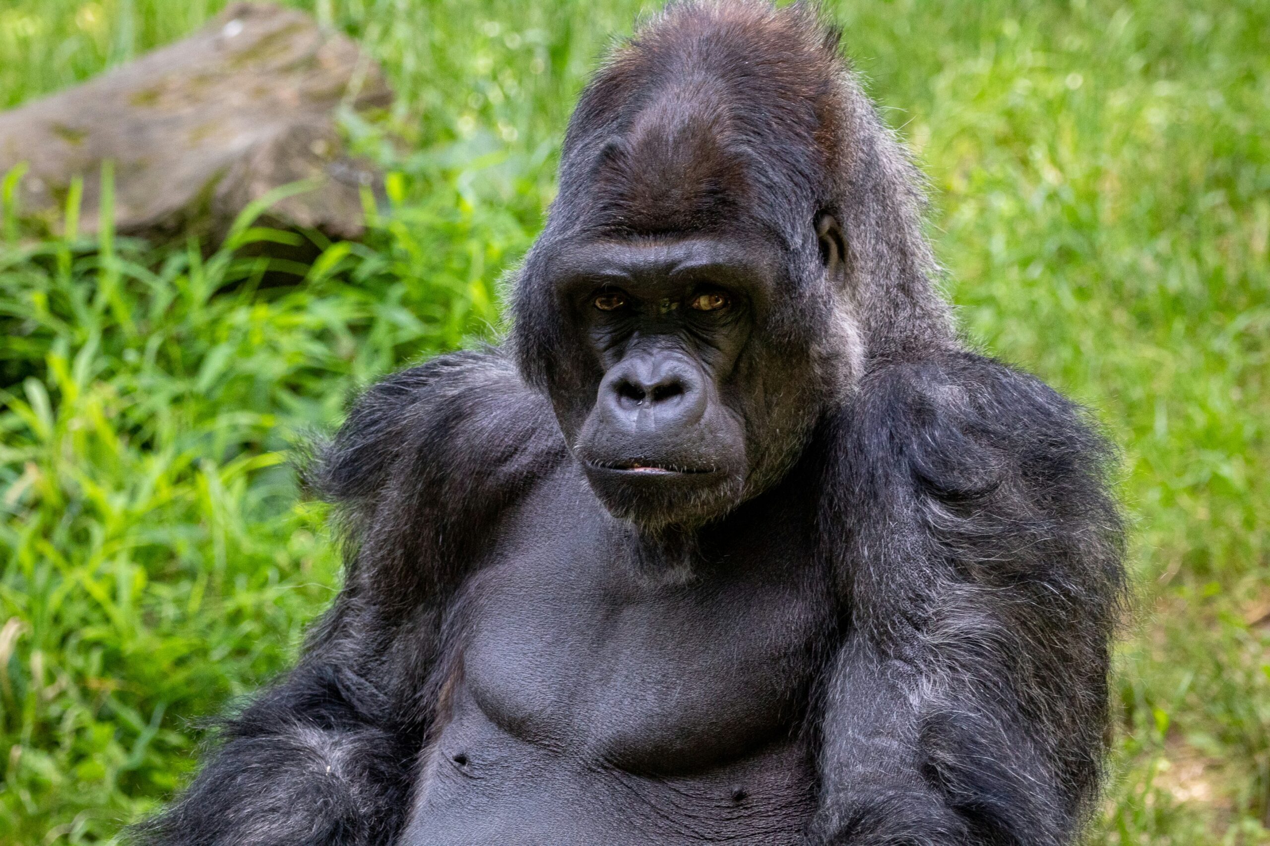 What to Pack for Gorilla Trekking in Rwanda