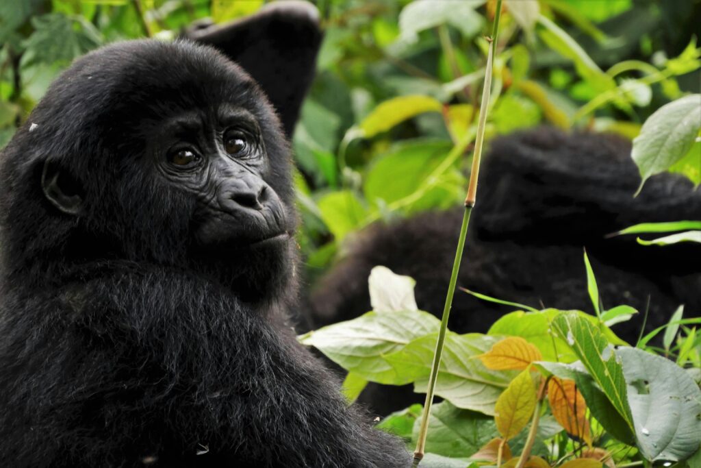 Rwanda vs Uganda Gorilla Trekking: Which is Better?